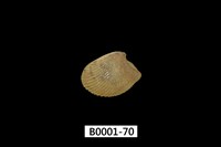 藏品(銀錦蛤)的圖片